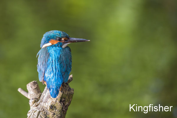 Kingfisher - Abcoude - 11 May 2019