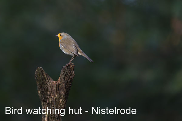 Vogelhut Nistelrode - 26 October 2019
