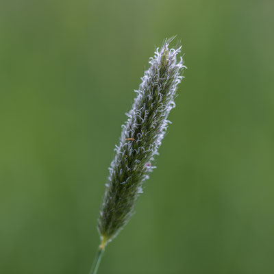 De Kievit - Harmelen - mei