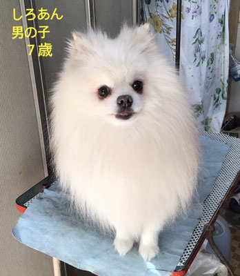 しろあん
