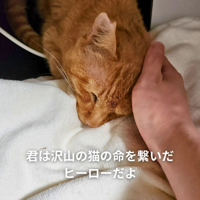 君はたくさんの猫の命をつないだヒーローだよ！