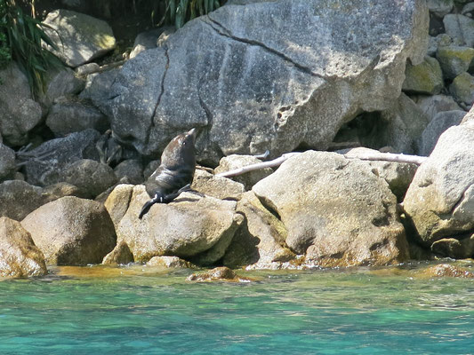  Seals / Abel Tasman national Park