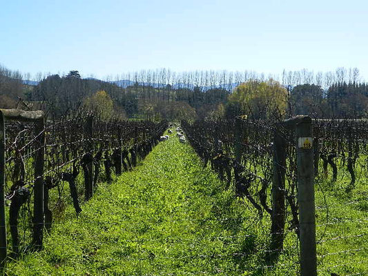 Vineyard/　郊外にはワイン用のぶどう畑がたくさん