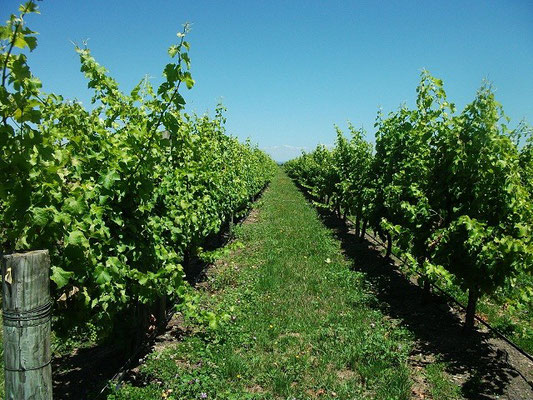 近くのワイン生産用ブドウ畑