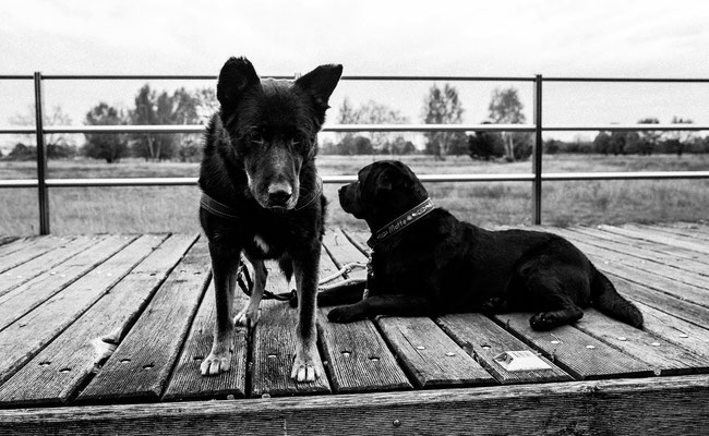 Schwarz weiß Bildstrecke mit Hundeschule Hundekompass Trainerin Anna Ostrowska Hundefotografie Berlin 