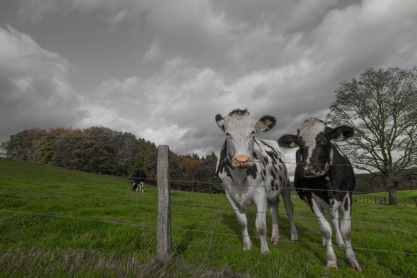Rinder auf der Sommerweide