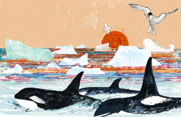 Jill Calder Illustration - Books - "The Sea" by Miranda Krestovnikoff - Bloomsbury