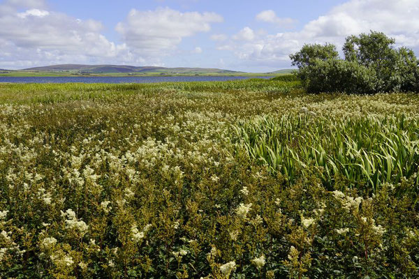 Orkney Inseln, Ring of Brodgar