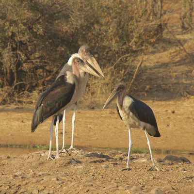 Maraboe's, Victoria national park