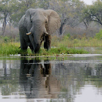 Olifant, Khwai river