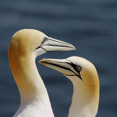 Balts van Jan van Genten, Helgoland.