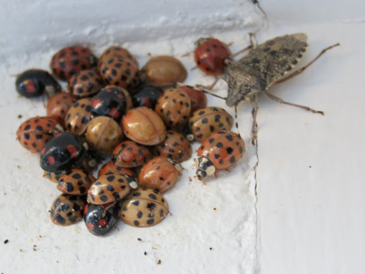 Winterstalling> lieveheersbeestjes en wants