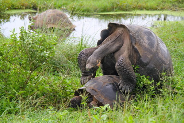 Parende Galapagos Reuzenschildpadden