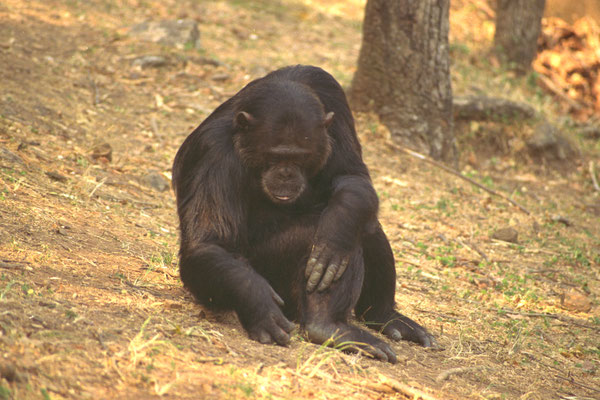 Frodo. Gombe.1992.