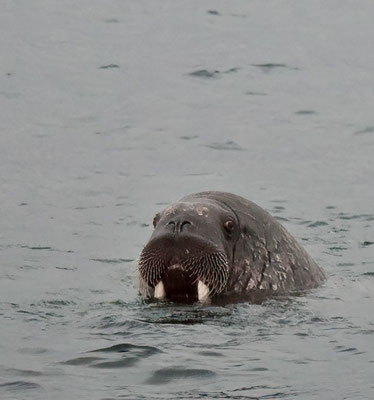 Walrus