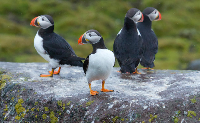 Papegaaiduikers/Puffins