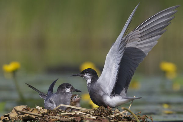 Zwarte Sterns, Tienhovense plassen