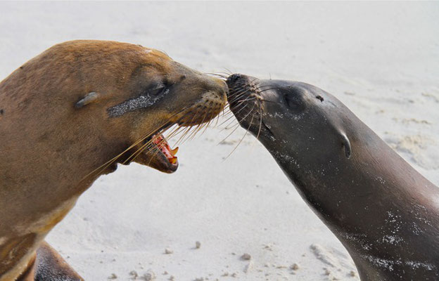 Galapagos Zeeleeuwen