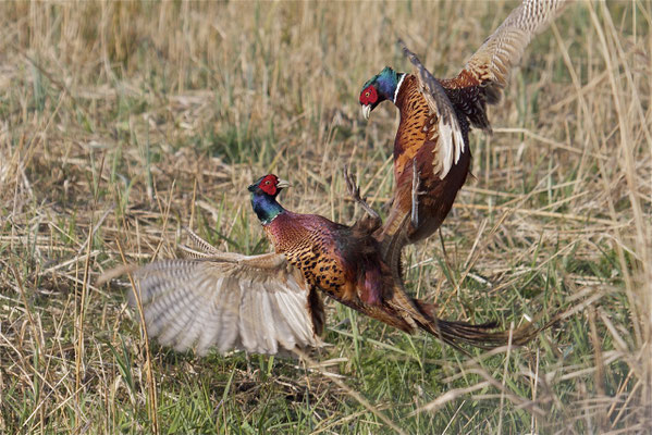 Fazanten mannen, Bethune polder