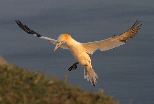 Jan van Gent landt op nest, Helgoland