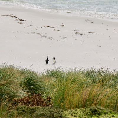 Magelhaen pinguins