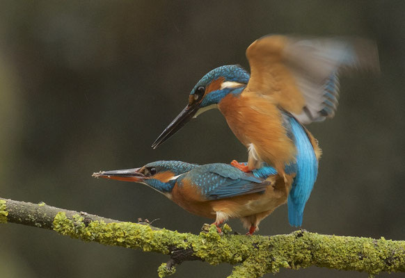Parende IJsvogels    