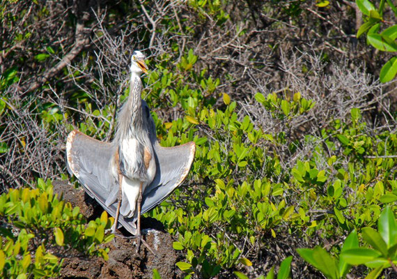 Grote Blauwe Reiger