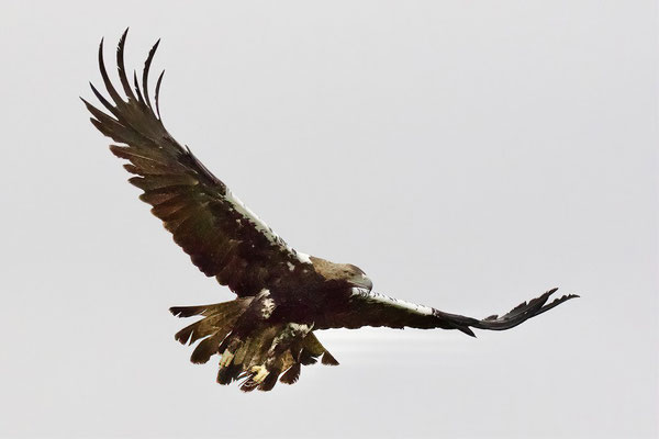 Spaanse Keizerarend (adult)