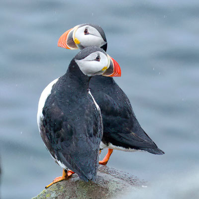 Papegaaiduikers/Puffins
