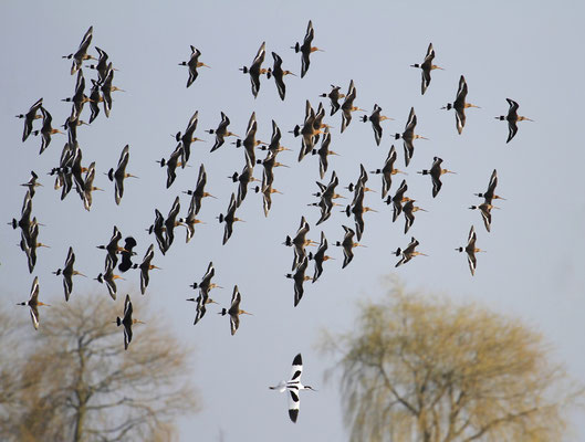 Formatie vliegen in de Eempolder. Hoeveel andere soorten zie je?