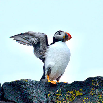 Papegaaiduiker/Puffin