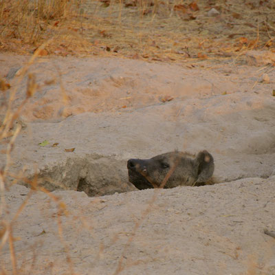 Hyena in nesthol, Sango