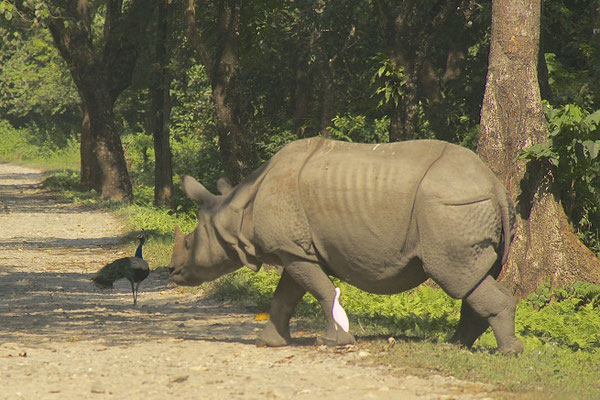 Indische Neushoorn, Pauw en Koereiger,  Royal Manas National Park