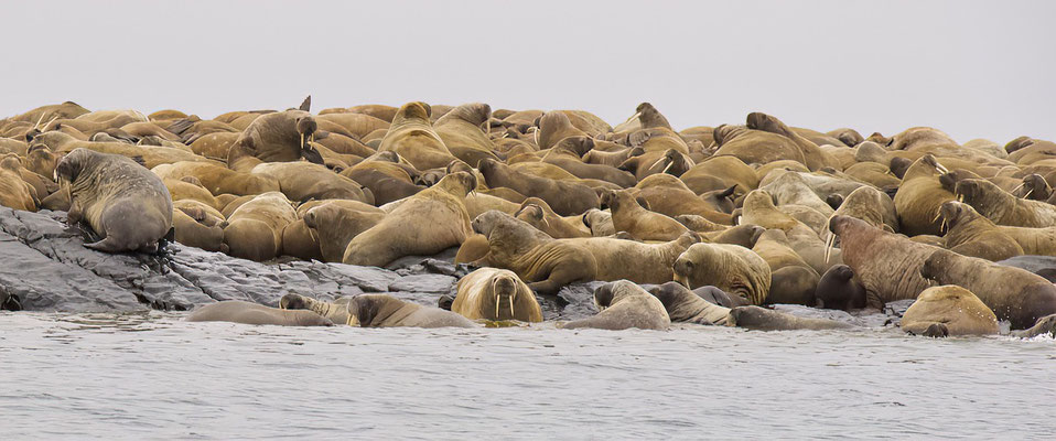 Walrussen