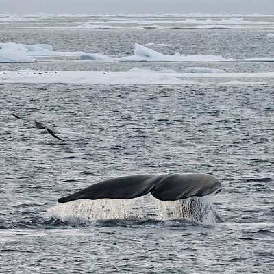Groenlandse Walvis