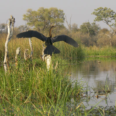 Afrikaanse Slangenhalsvogel, (African Darter), Khwai river