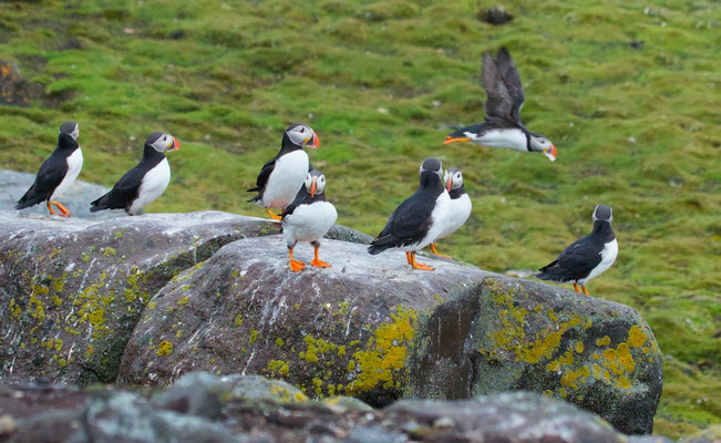 Papegaaiduikers/Puffins