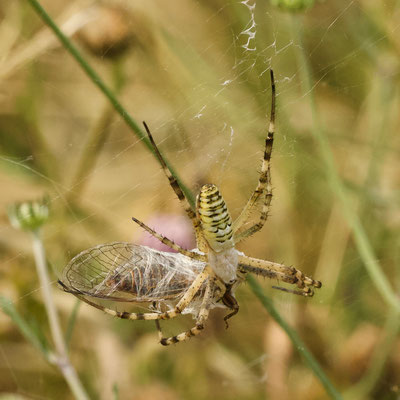 Wespspin/Argiope bruennichi. Heeft een forse Cicade in het web, die geheel ingesponnen wordt, maar.....