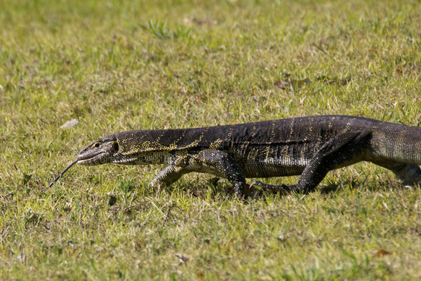 Nijlvaraan (Nile monitor), Thamalakane