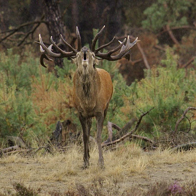 Edelhert, bronst, Hoge Veluwe