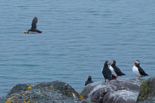 Papegaaiduikers/Puffins