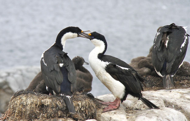 Antarctische Aalscholver, ondersoort van de Keizeraalscholver