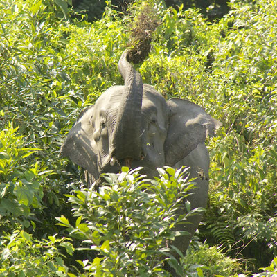 Indische olifant, Royal Manas National Park
