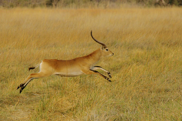 Litschiewaterbok, Moremi, Okavango delta