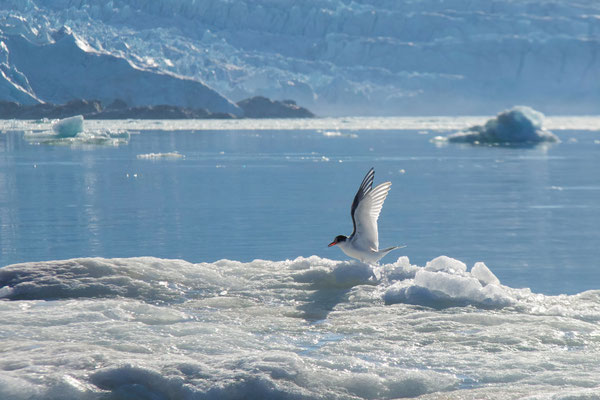 Noordse Stern/Arctic Tern