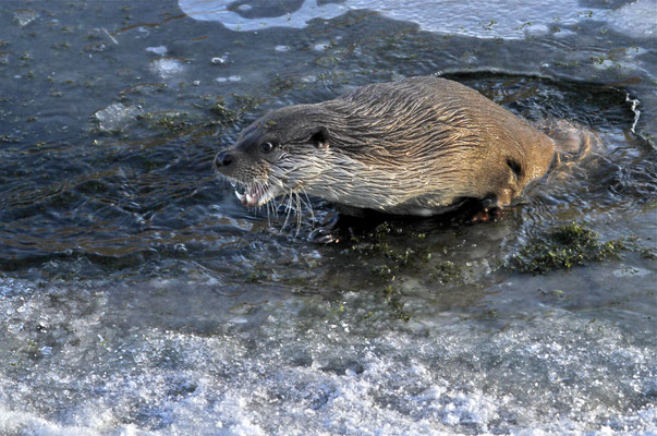 Otter