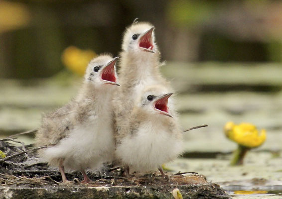 Jonge Zwarte Sterns, Tienhovense plassen