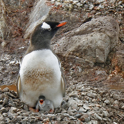 Ezelspinguin met jong