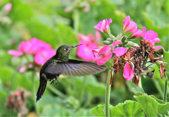 .....Kolibri. Argentinië