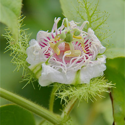 Passiebloem